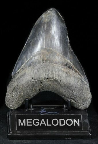 Megalodon Tooth - Georgia #37835